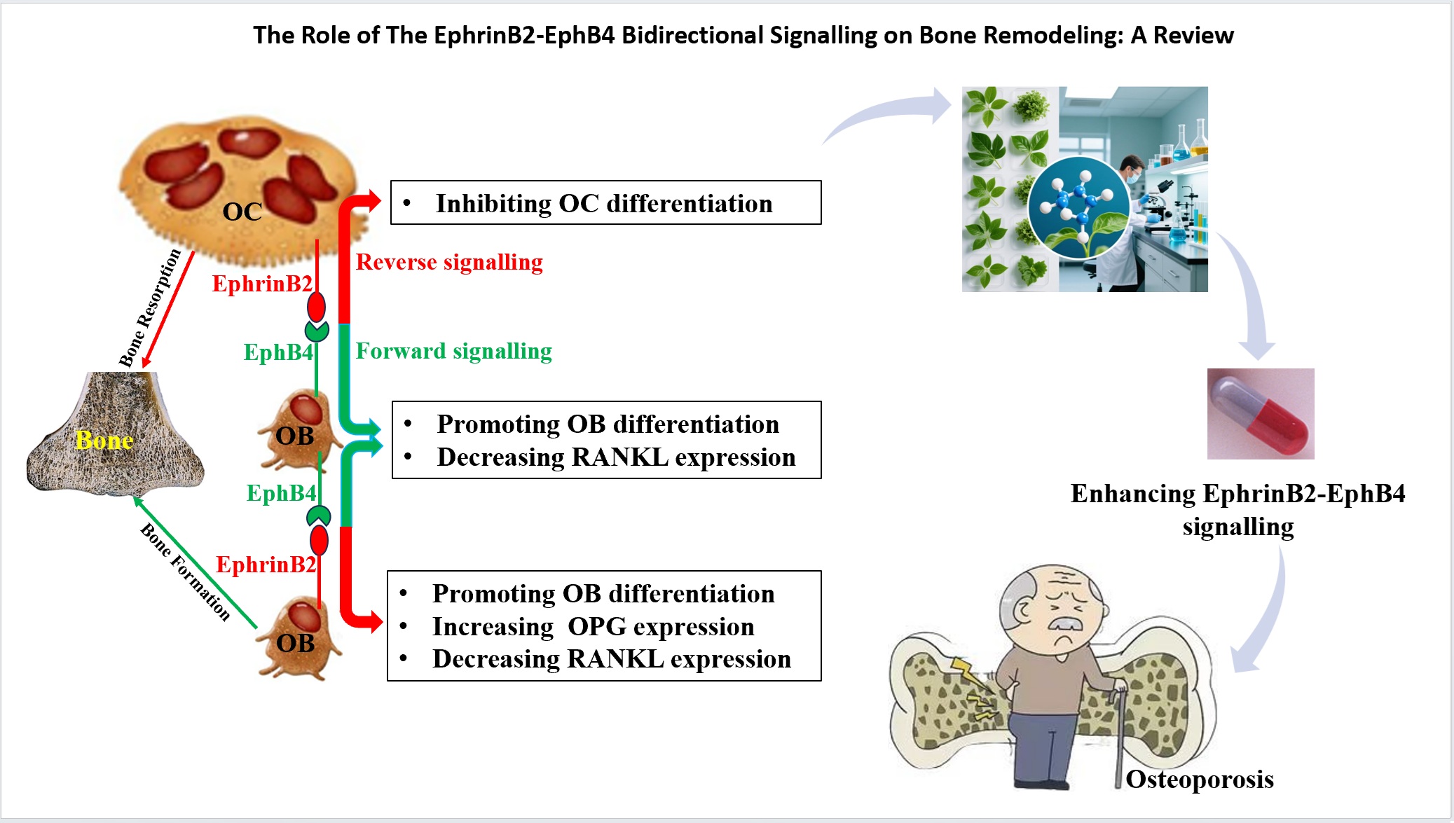 graphical abstract